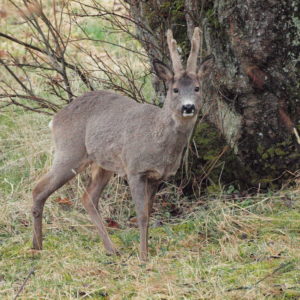 Tierwelt Austrått, rehbock, Austrått agrotourismus, ein rehbuck steht vor einem Baum
