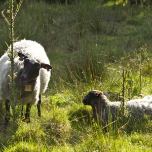 Austrått Agroturisme, Norsk Pelssau, Søye med lam på beite, lammet liigger og hviler mens søya beiter på en tistel
