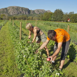 Austrått landwirkschaftliche wirkschaftsgemeinschaft, Austrått agrotourismus, gesundes essen, zwei Leuten im Feld arbeiten, zuckererbsen aufbinden