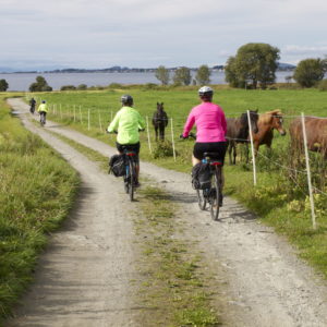 Aktiviteter hos Austrått agroturisme, sykling ved Fitjan, fire personer sykler langs en grusvei, tre hester sees på høyre side av veien, Trondheimsfjorden i bakgrunnen