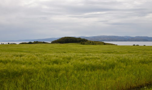 Skjegghaugene, kultur på Austrått, opplevelser hos Austrått agroturisme, en kornåker i forgrunnen, en gravhaug sees i bakgrunnen mot Trondheimsfjorden