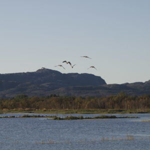 Rusasetvatnet, fugleliv, Austrått agroturisme, en liten flokk Grågås i flukt sees mot en blå himmel, et vatn der flere grågås kan ses på små holmer.