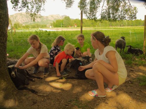 Ørland, Austrått agroturisme, norsk pelssau, en gruppe barn kjæler med noen lam