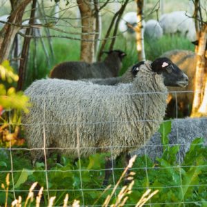 Ørland, Austrått agroturisme, norsk pelssau, lam med grå, krøllet pels og svart hode sett fra siden,