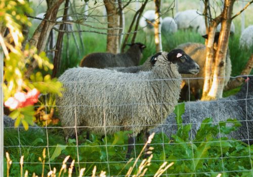 Ørland, Austrått agroturisme, norsk pelssau, lam med grå, krøllet pels og svart hode sett fra siden,